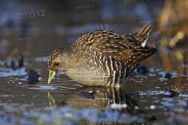 Australian Crake (Porzana fluminea), Australian Capital Territory, Australia