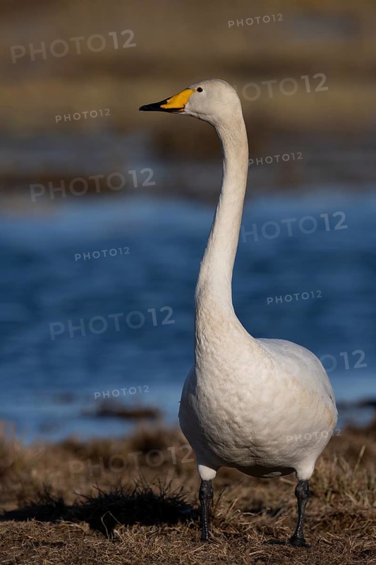 Whooper Swan, Sweden