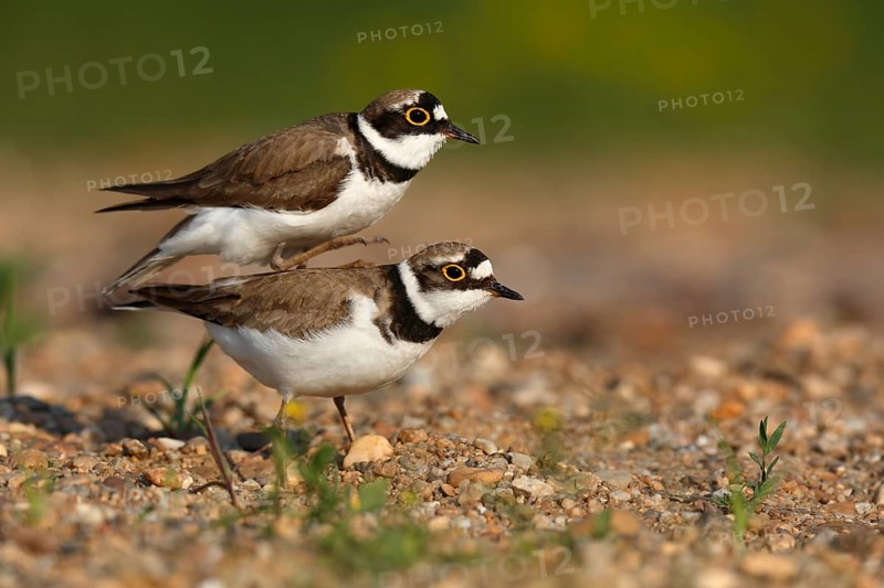Little Ringed Plover (Charadrius dubius) pair mating, Saxony-Anhalt, Germany
