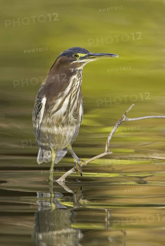 Green Heron (Butorides virescens), Arizona, USA