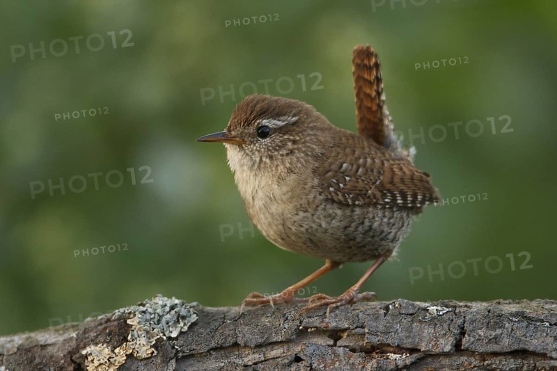 Eurasian Wren (Troglodytes troglodytes), Rhineland-Palatinate, Germany