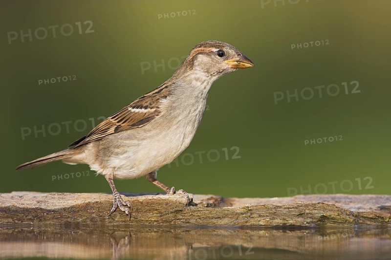 House Sparrow (Passer domesticus) female, Rhineland-Palatinate, Germany