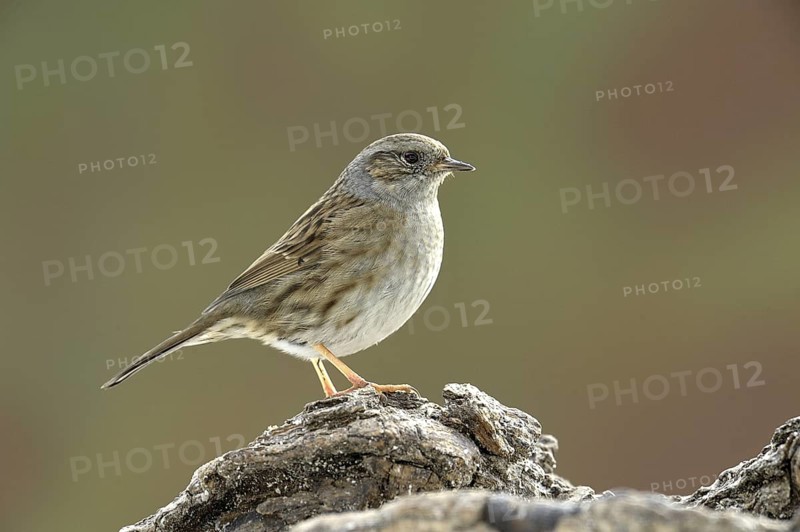 Dunnock (Prunella modularis), North Rhine-Westphalia, Germany