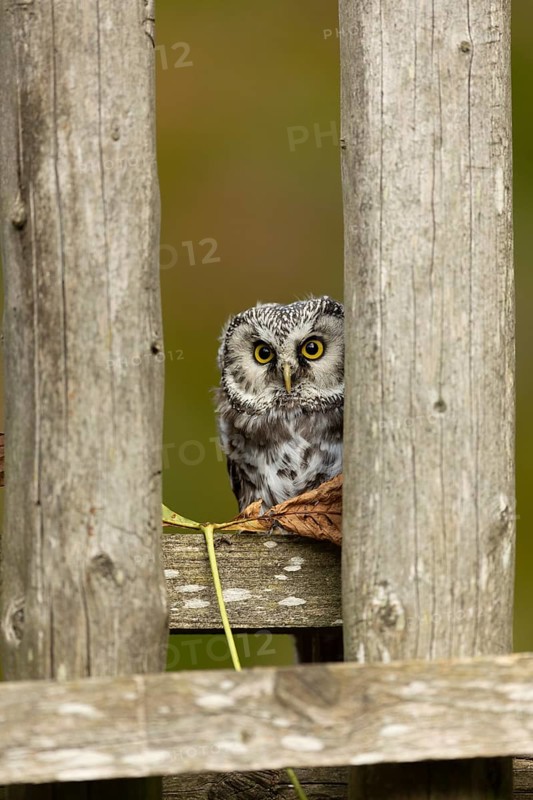 Boreal Owl (Aegolius funereus) captive, Germany