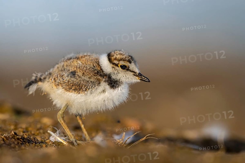 Little Ringed Plover (Charadrius dubius) juvenile, North Rhine-Westphalia, Germany