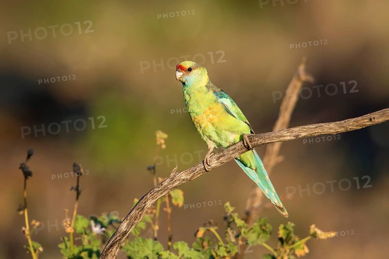 Mallee Ringneck (Barnardius zonarius barnardi), New South Wales, Australia