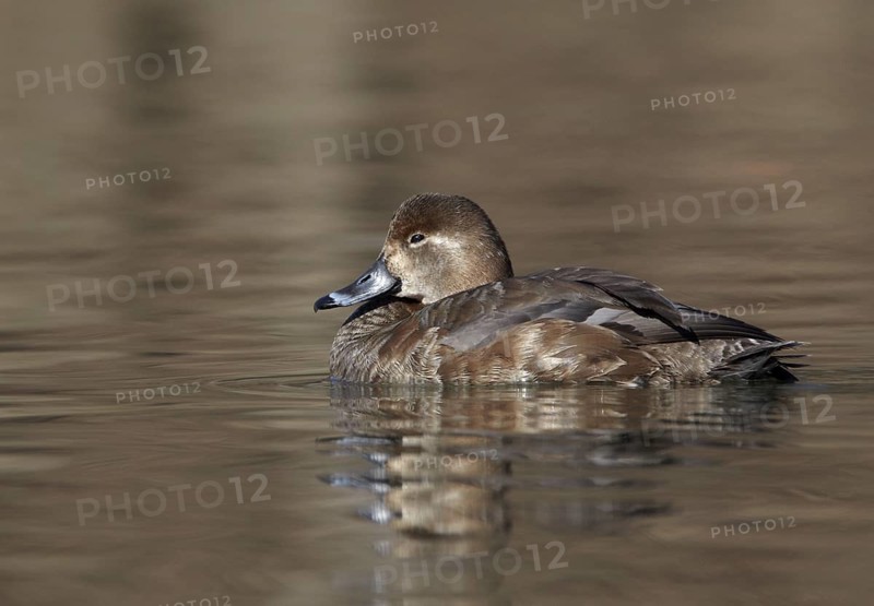 Redhead (Aythya americana) female, Ohio, USA