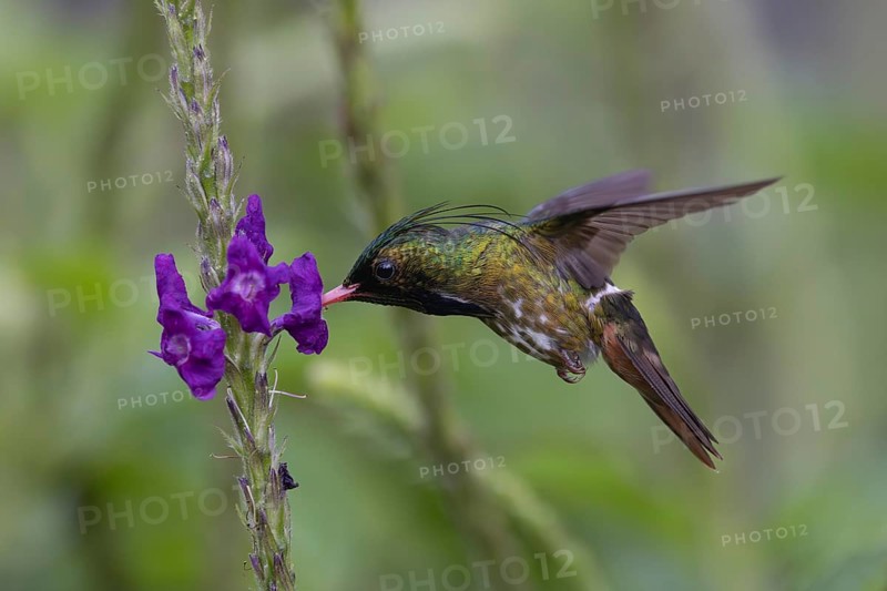 Black-crested Coquette (Lophornis helenae) male flying and feeding at a flower, Costa Rica