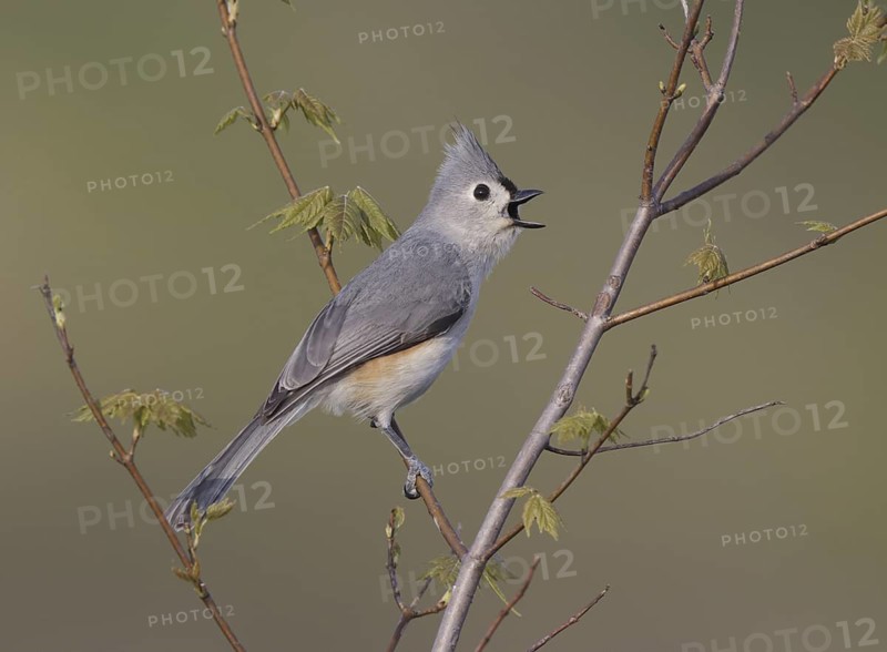 Tufted Titmouse (Baeolophus bicolor) singing, Ohio, USA