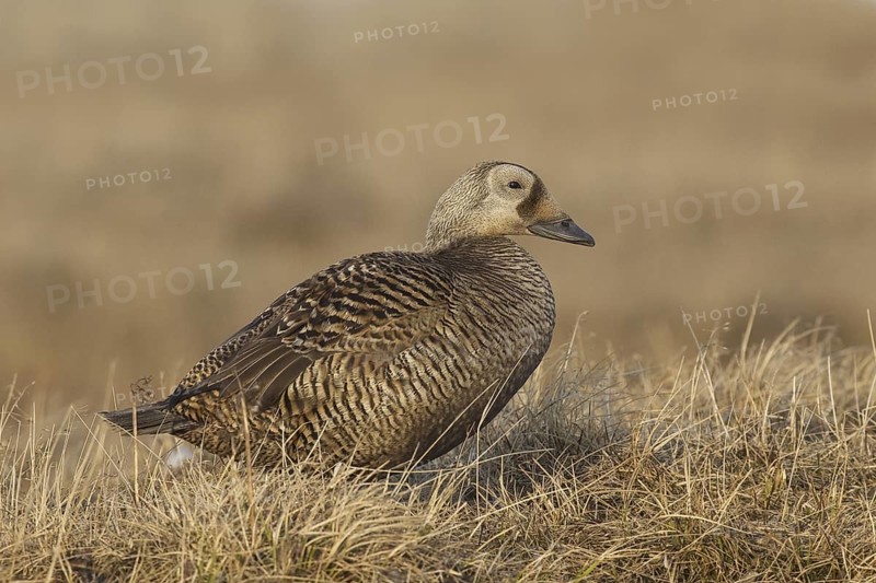 Spectacled Eider (Somateria fischeri) female, Alaska, USA