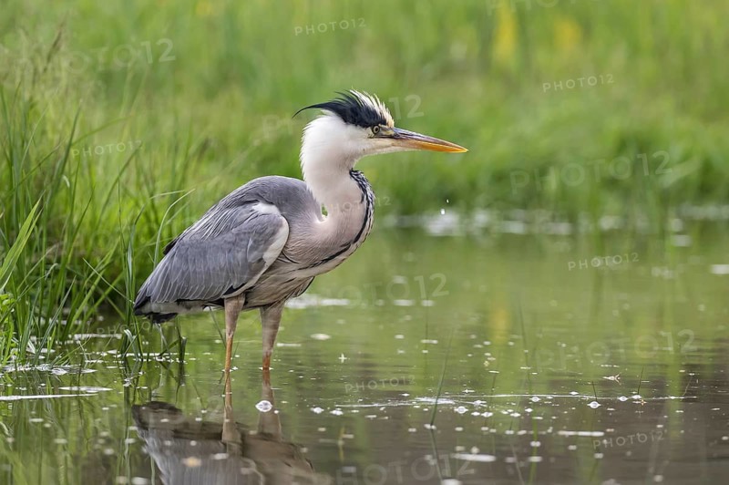 Grey Heron (Ardea cinerea) foraging, Subotica, Serbia