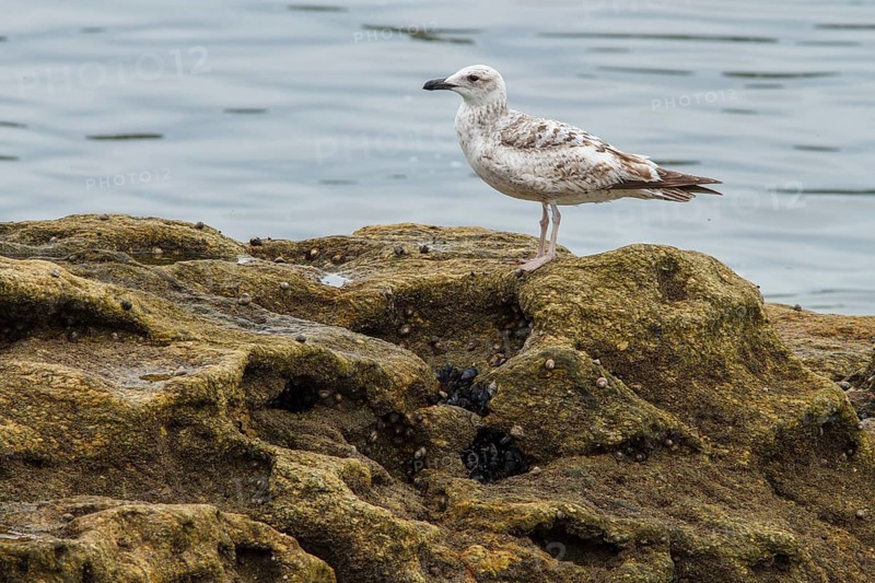 Yellow-legged Gull (Larus michahellis), young on stone shore, Galicia, Spain