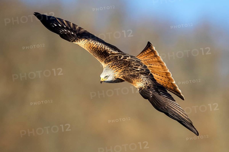 Red Kite (Milvus milvus) flying, Castile and Leon, Spain