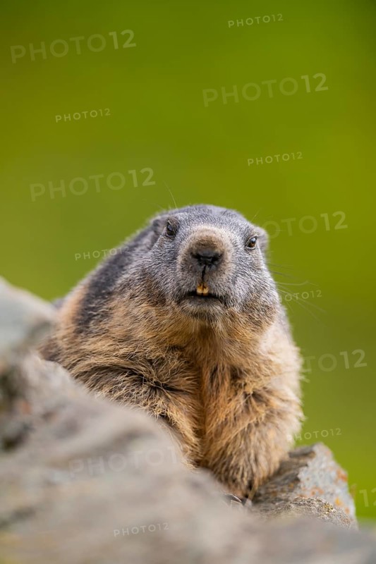 Alpine marmot (Marmota marmota) in autumn, Grossglockner, High Tauern National Park, Austria