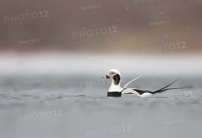 Long-tailed Duck (Clangula hyemalis) male, Ontario, Canada