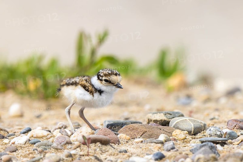 Little Ringed Plover (Charadrius dubius) chick, North Rhine-Westphalia, Germany