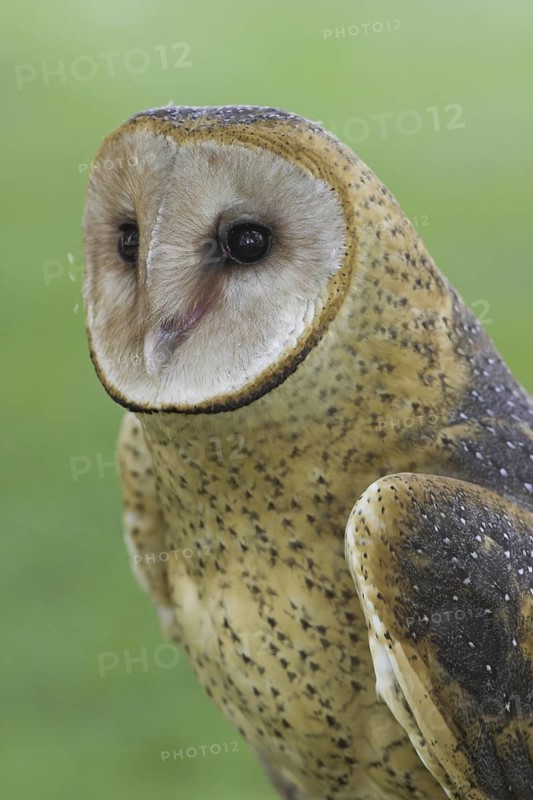 Western Barn Owl (Tyto alba), Alberta, Canada