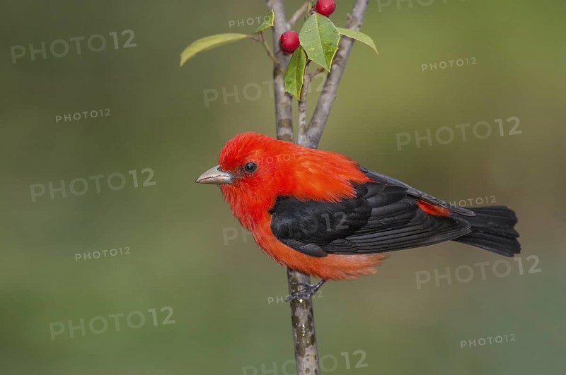 Scarlet Tanager (Piranga olivacea) male perched on a branch, Texas, USA
