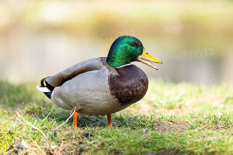 Mallard (Anas platyrhynchos) male on a lake, Bavaria, Germany