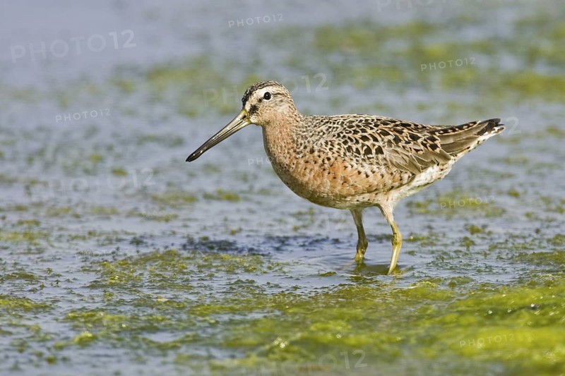 Short-billed Dowitcher (Limnodromus griseus), California, USA
