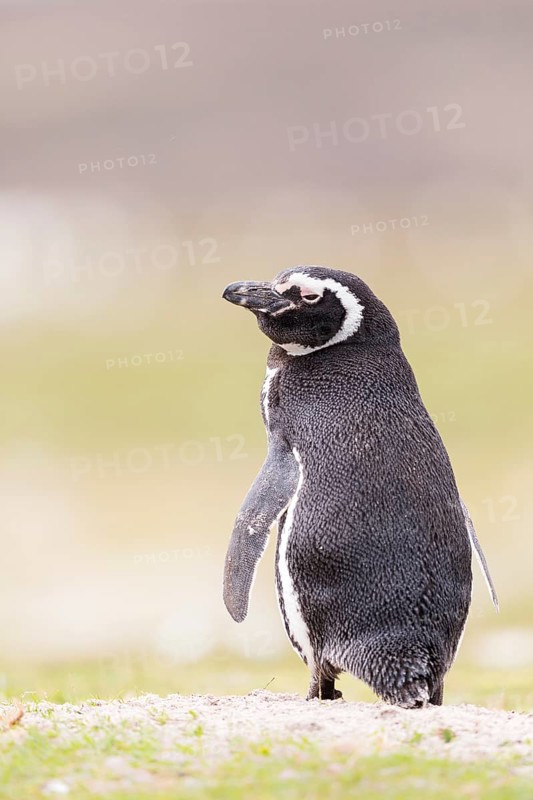 Magellanic Penguin (Spheniscus magellanicus), Falkland Islands