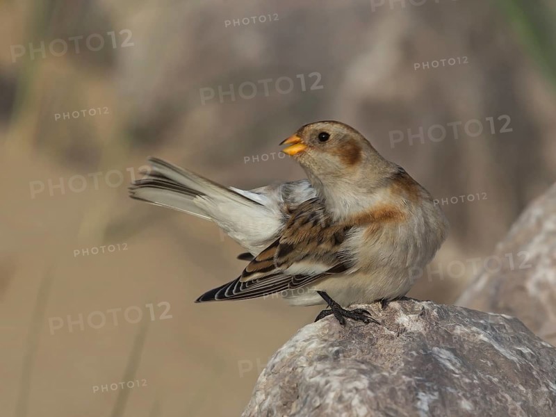 Snow Bunting (Plectrophenax nivalis), Wales, United Kingdom