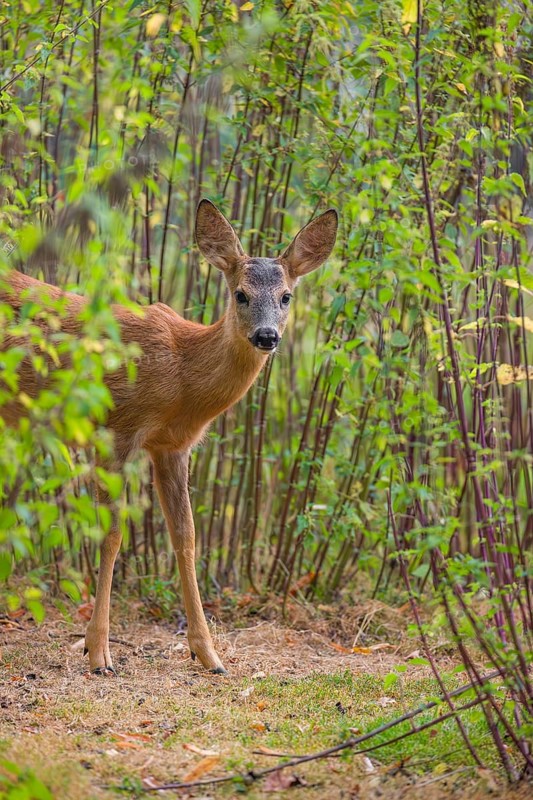 A roe deer fawn (Capreolus capreolus) stands in a nettle thicket