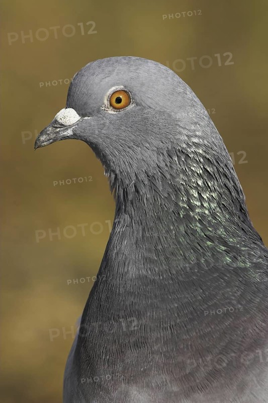 Rock Dove (Columba livia), British Columbia, Canada