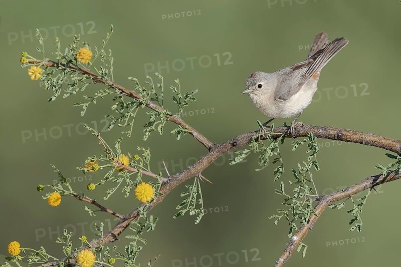 Lucy's Warbler (Leiothlypis luciae) perched on a flowering branch, Arizona, USA