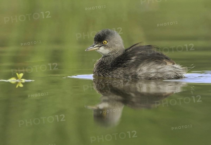 Least Grebe (Tachybaptus dominicus), Texas, USA