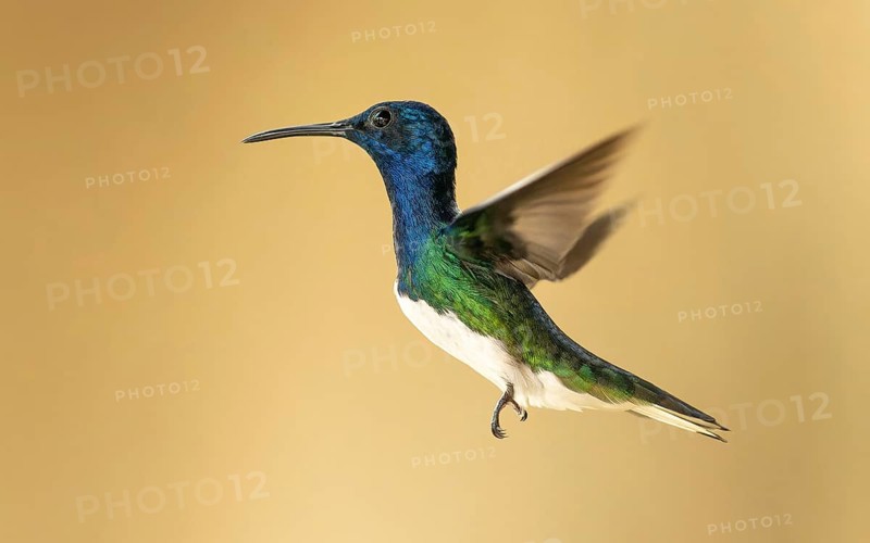 Weißnackenkolibri (Florisuga mellivora) oder Jakobinerkolibri, männlich