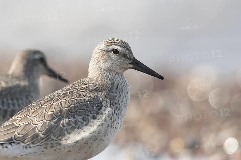 Red Knot (Calidris canutus), Mecklenburg-Western Pomerania, Germany