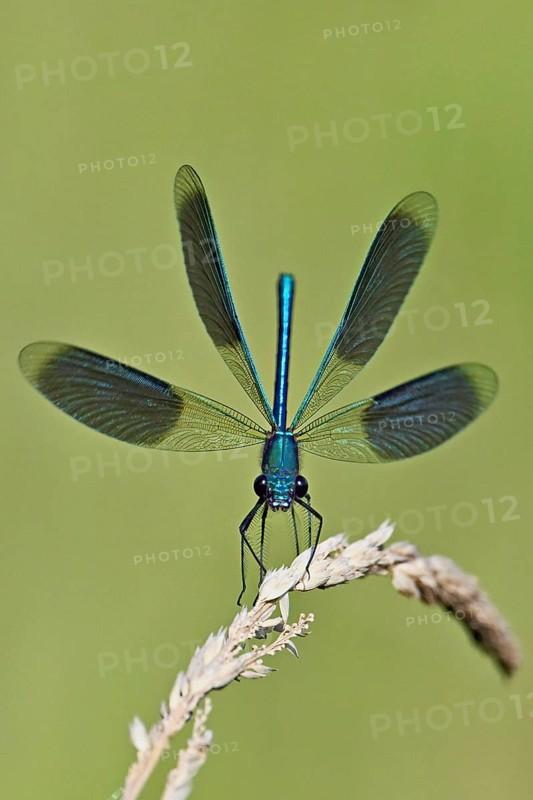 Banded demoiselle (Calopteryx splendens), male approaching a blade of grass, Switzerland