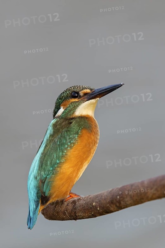 Kingfisher, (Alcedo atthis), animals, birds, kingfisher family, perch, biotope, habitat, Gome Junction Fish Ponds, Hula Valley, Northern District, Israel