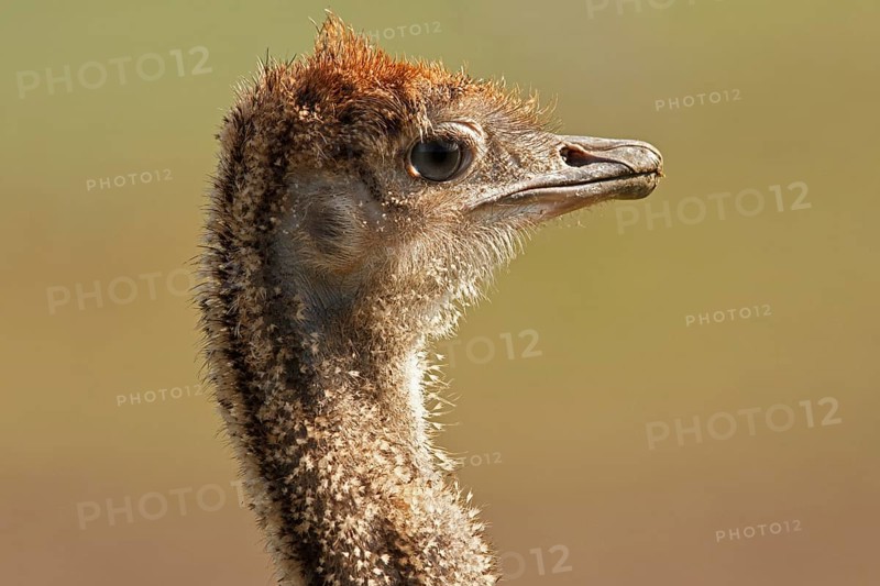 Common Ostrich (Struthio camelus) juvenile, Rhineland-Palatinate, Germany