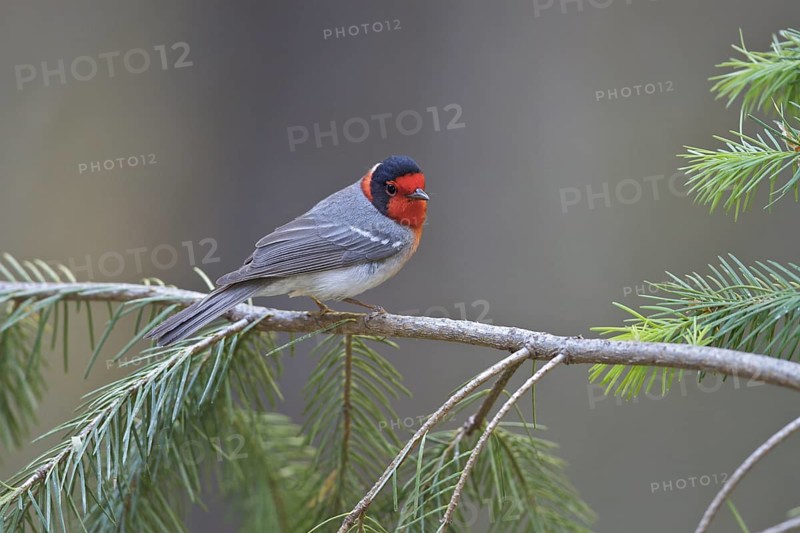 Red-faced Warbler (Cardellina rubrifrons) perched on a branch in southern Arizona, USA