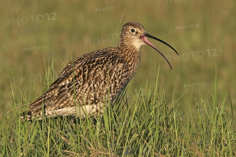 Eurasian Curlew (Numenius arquata), Germany