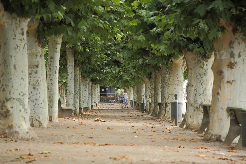 Rhine promenade with plane tree tree trunks, escape point, waterfront, Montrichard square, Eltville, Rheingau, Hesse, Germany