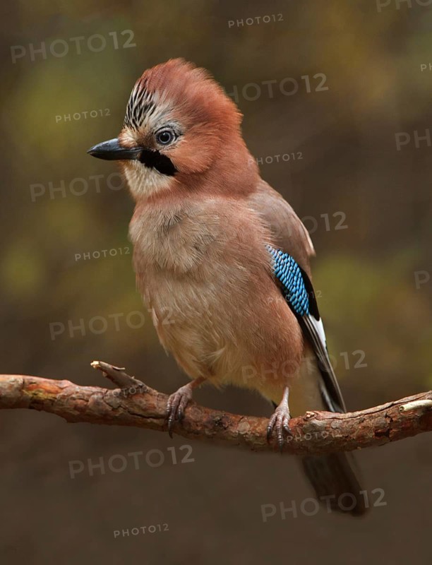 Eurasian Jay (Garrulus glandarius), Utrecht, Netherlands