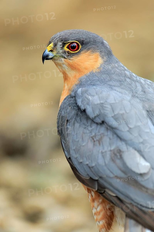Eurasian Sparrowhawk (Accipiter nisus) male, Andalusia, Spain