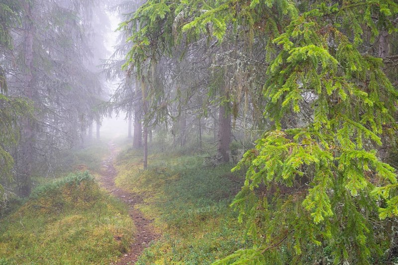 Path in foggy spruce forest, Alvdal, Hedmark, Innlandet, Norway, November 2025