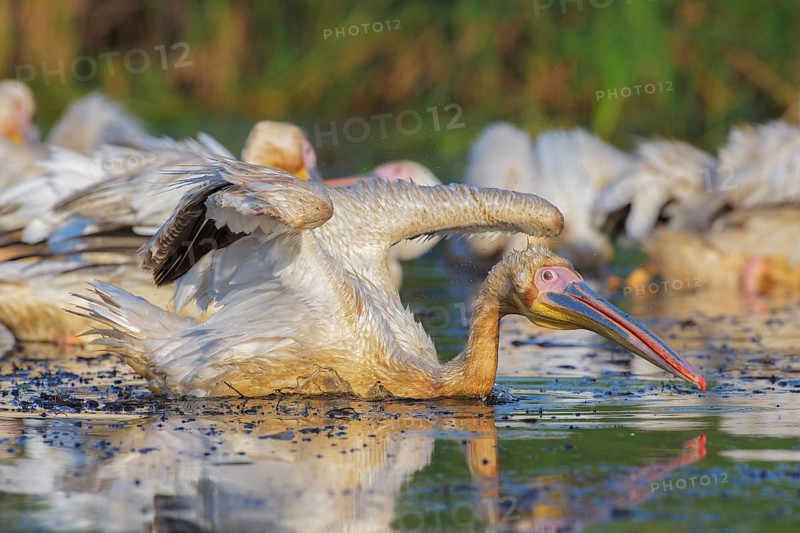 Great White Pelican (Pelecanus onocrotalus) group, Danube-Delta, Romania