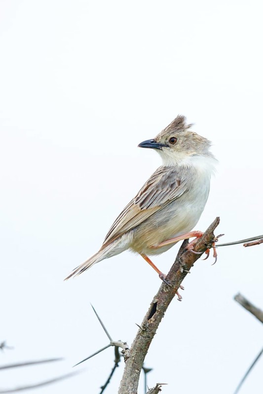 Cisticola natalensis, (Cisticola natalensis), animals, birds, perching, genus of warblers, songbird, South Africa, iSimangaliso Wetland Park, St. Lucia, KwaZulu-Natal