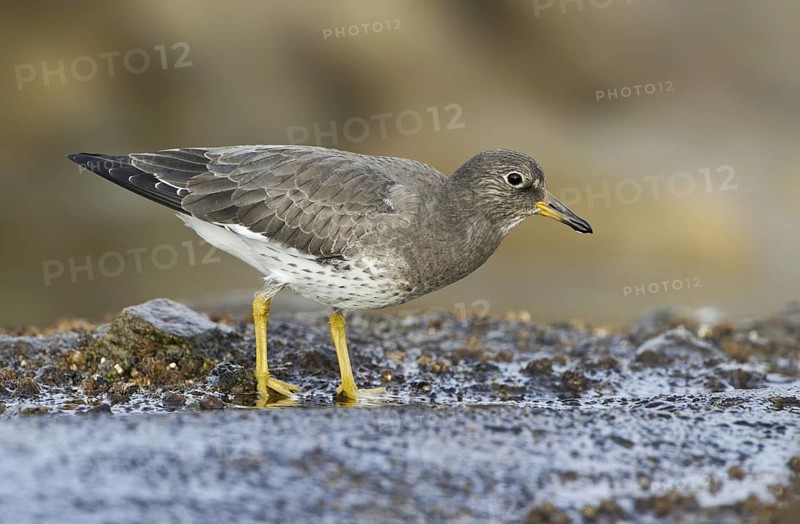 Surfbird (Calidris virgata), British Columbia, Canada