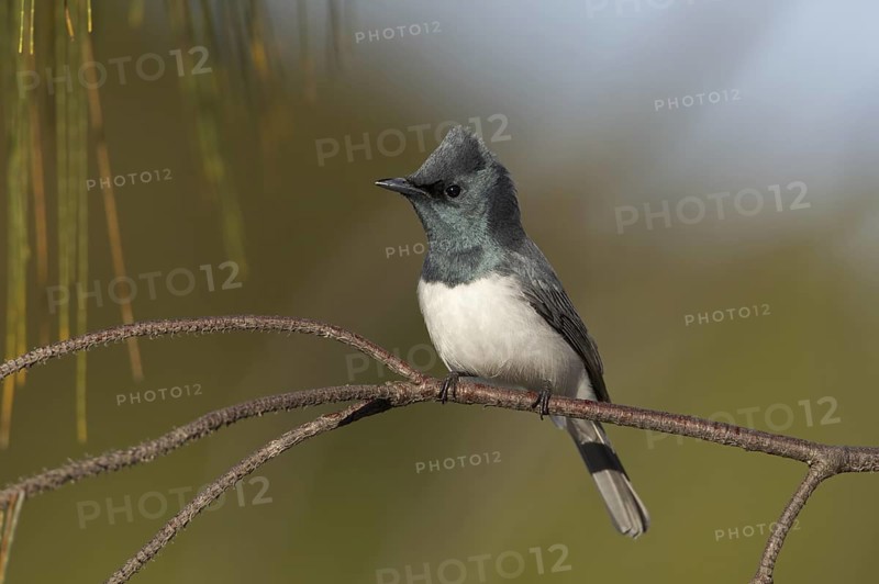 Leaden Flycatcher (Myiagra rubecula) male, Queensland, Australia