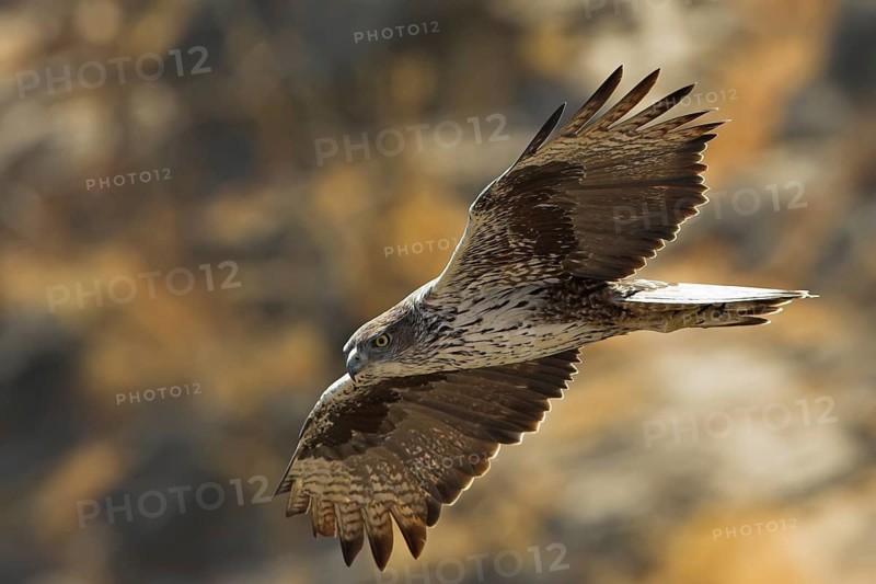 Bonelli's Eagle (Aquila fasciata), Oman
