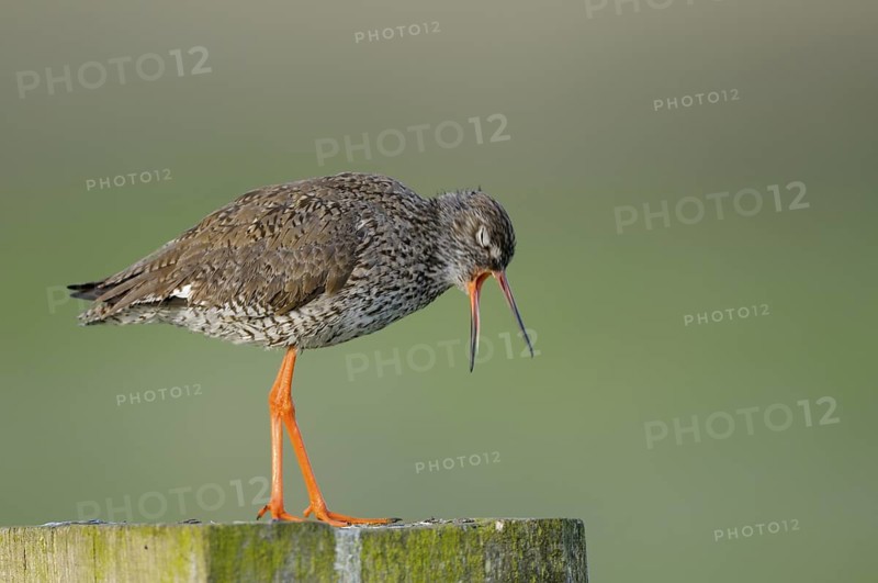 Rotschenkel (Tringa totanus), Redshank, Altvogel auf Sitzwarte, wuergt Speiballen aus, Mai, Nijkerk, Niederlande
