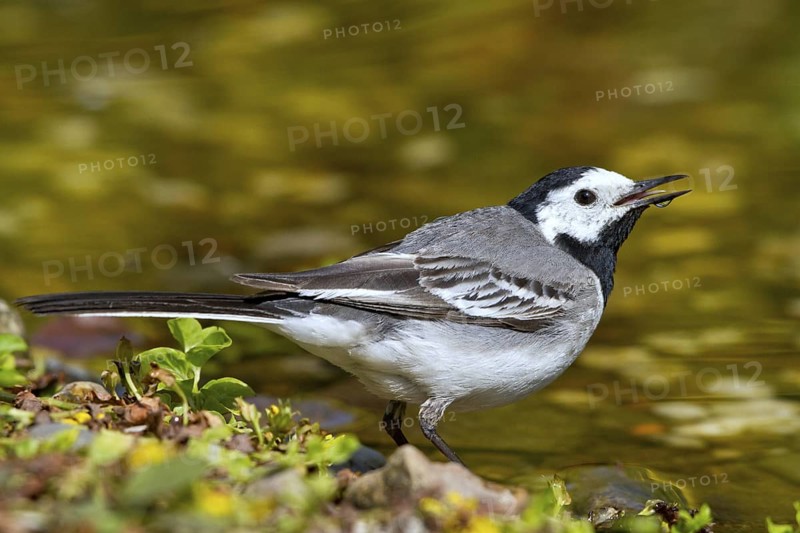 White Wagtail (Motacilla alba) drinking, Mecklenburg-Western Pomerania, Germany