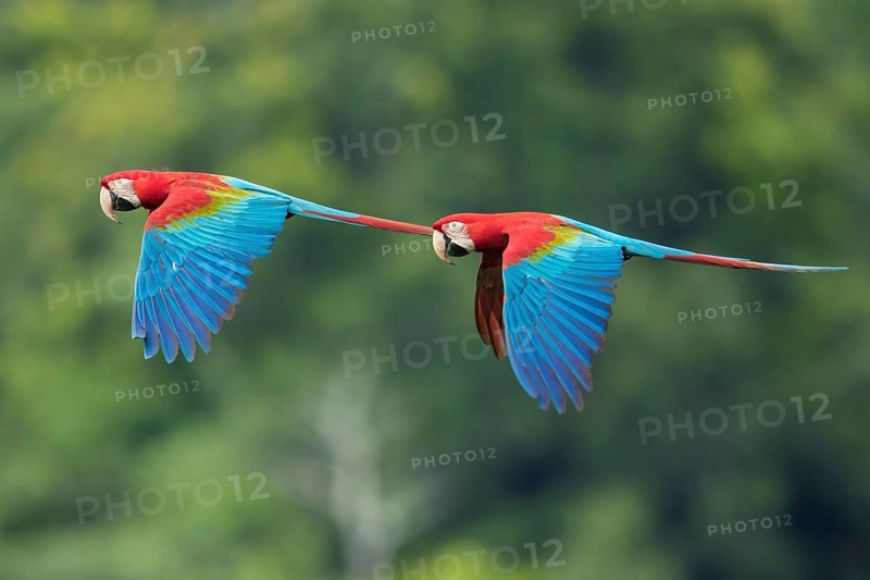 Red-and-green Macaw (Ara chloropterus) flying, Bolivia