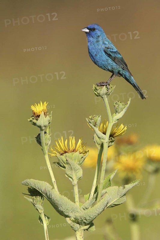 Indigo Bunting (Passerina cyanea) male, Ohio, USA